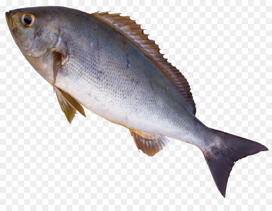 Poisson，Fruit De Mer PNG