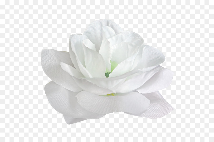 Fleur Blanche，Fleurir PNG