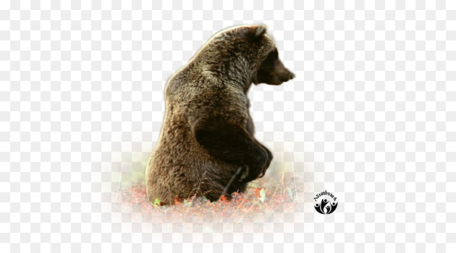 Grizzli，L Ours Brun PNG