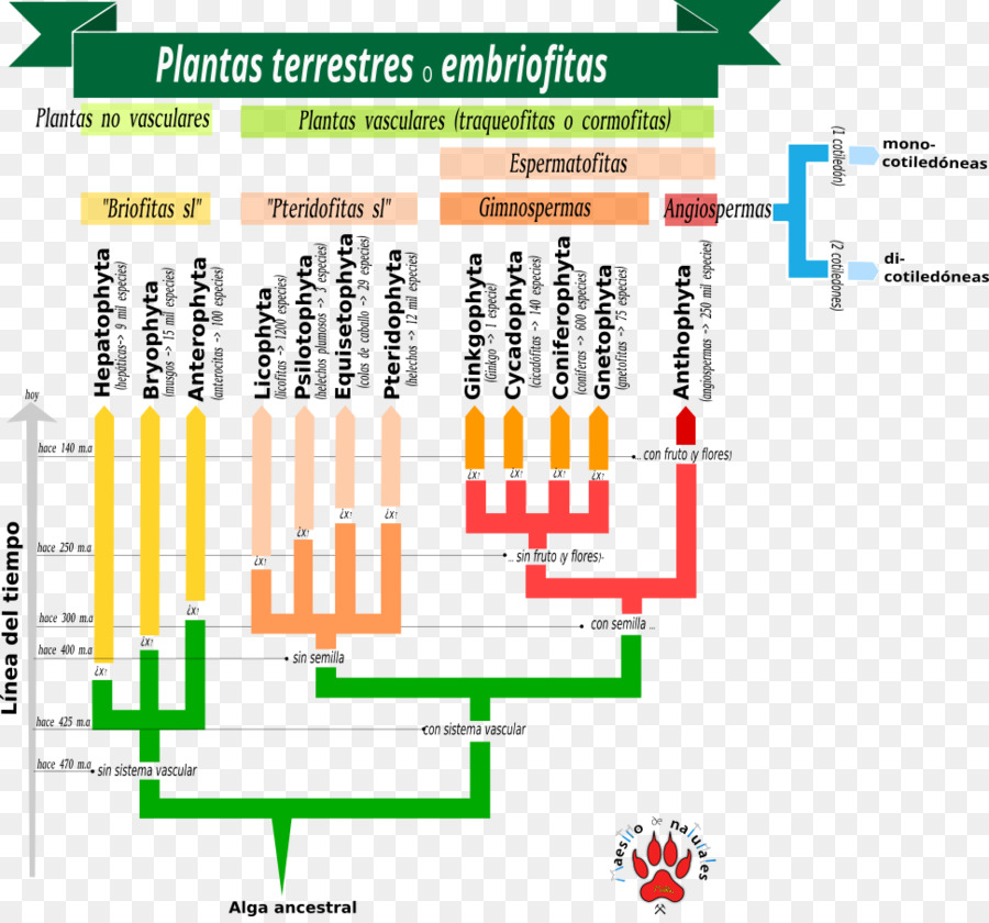 Les Plantes à Graines，Plantes Vasculaires PNG