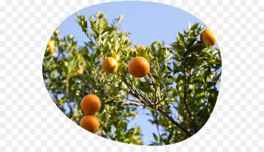 Mandarine，L Orange Amère PNG
