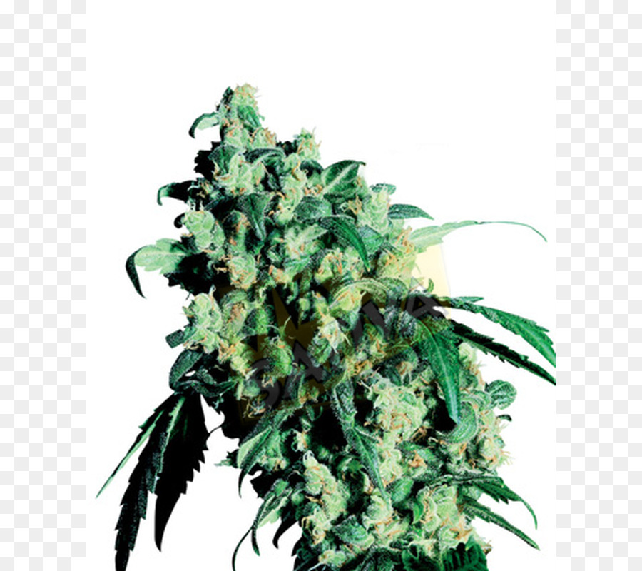 Plante De Cannabis，Feuilles PNG