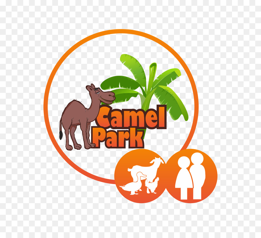 Camel Park，Chameau PNG