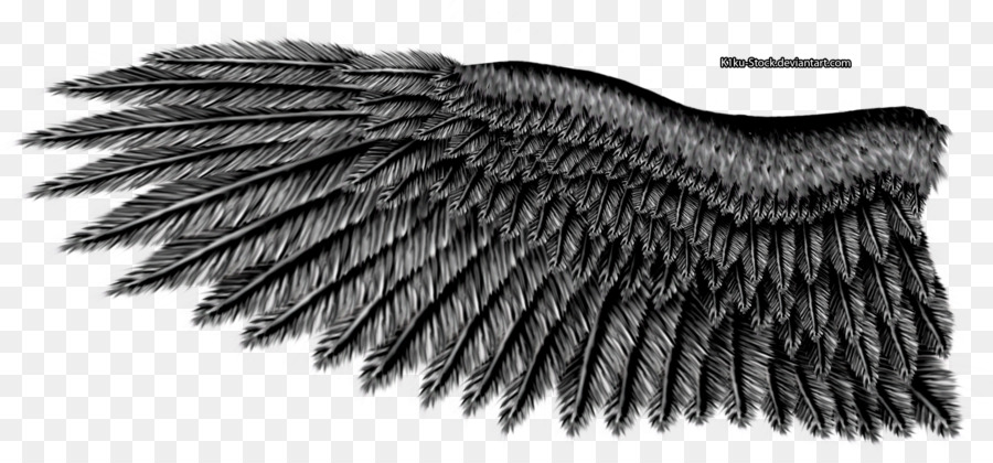 Aile Noire，Plumes PNG