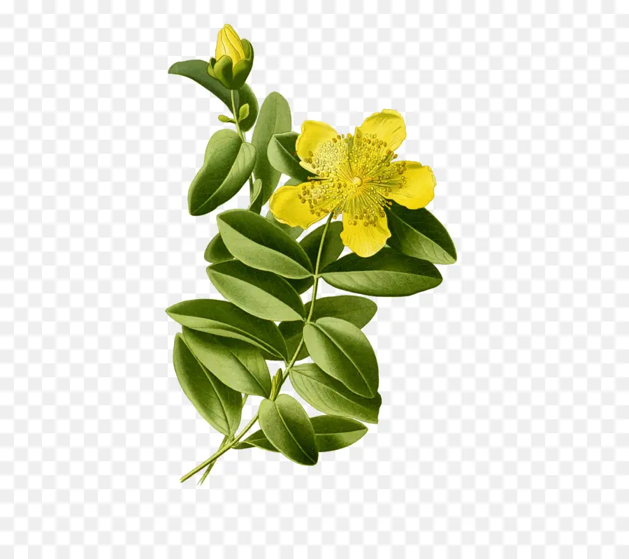 Fleur Jaune，Feuilles Vertes PNG