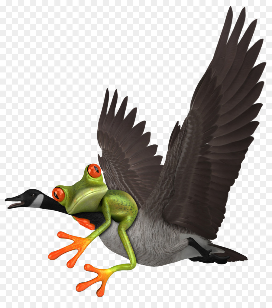 Canard，Oie PNG