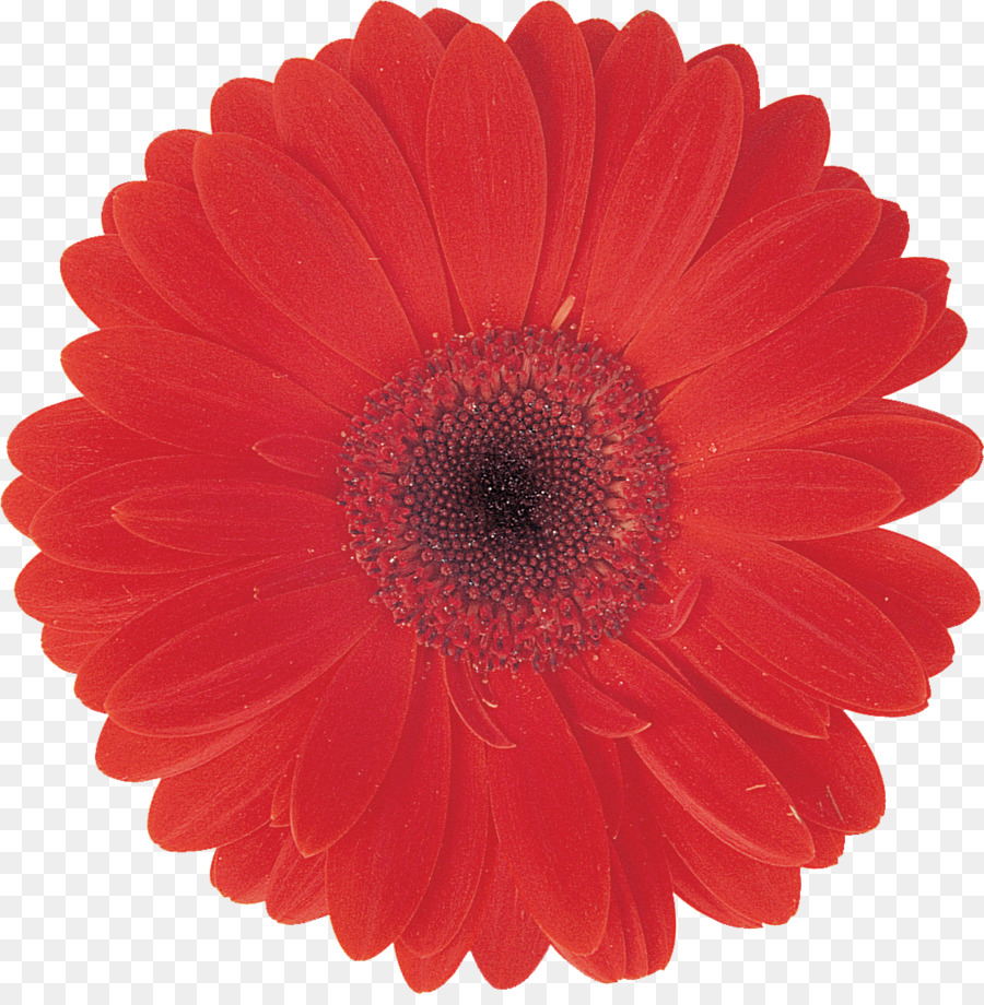 Fleur Rouge，Fleur PNG