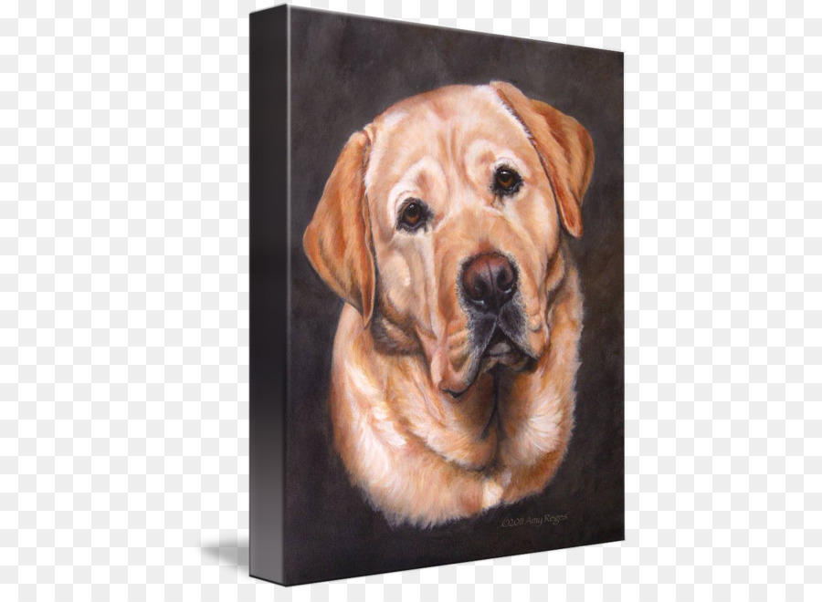 Le Labrador Retriever，Golden Retriever PNG