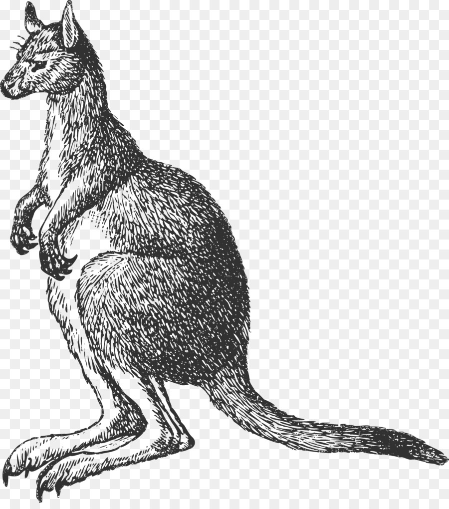 Kangourou，Marsupial PNG