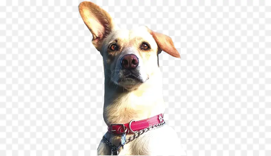 Chien，Animal De Compagnie PNG