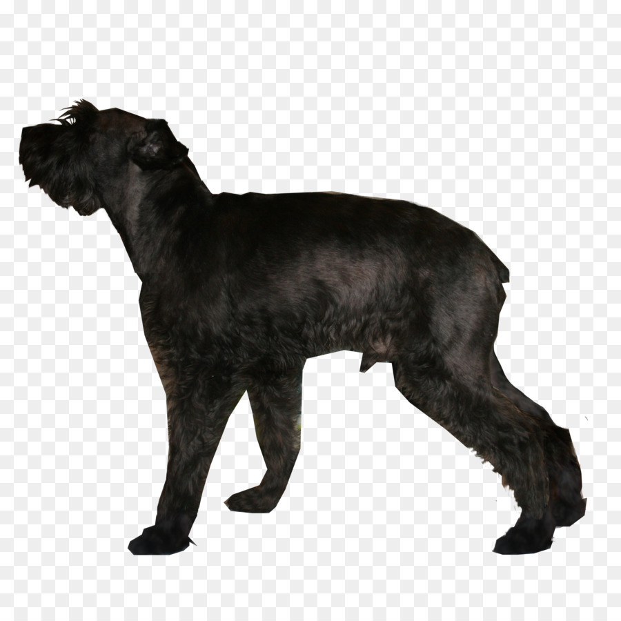 Le Schnauzer Géant，Schnauzer Nain PNG