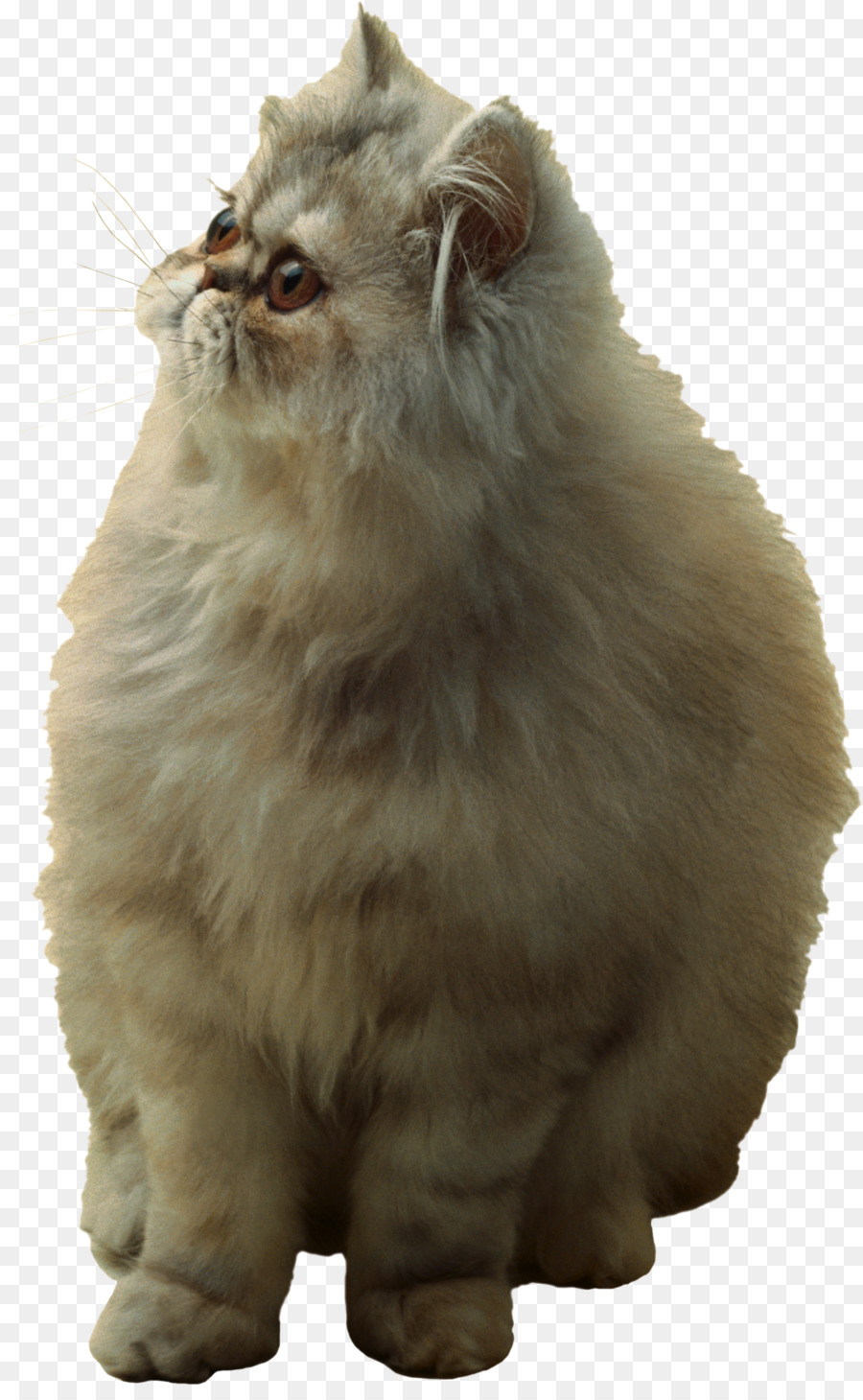 Chat Orange，Animal De Compagnie PNG