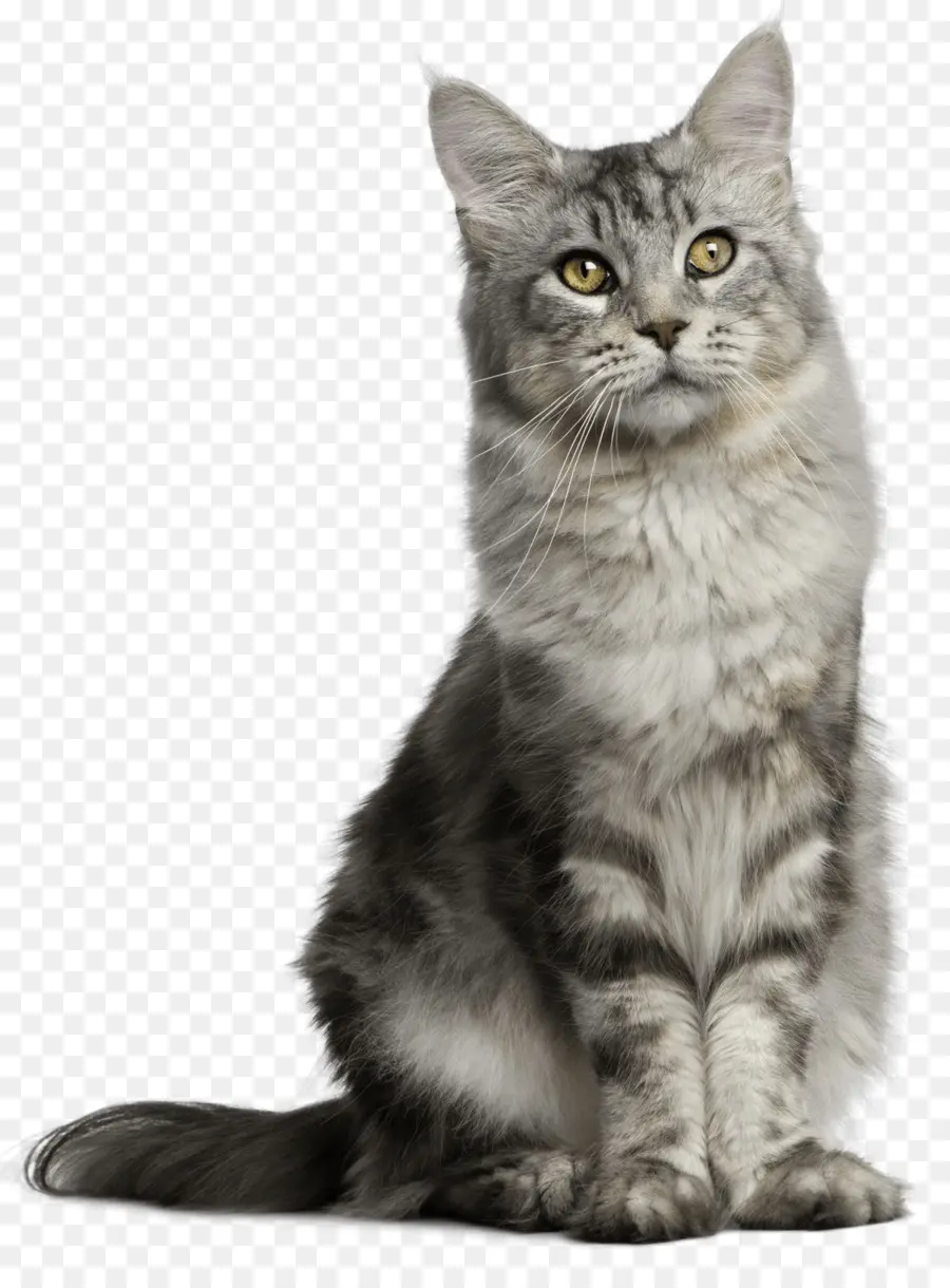 Chat Gris，Félin PNG