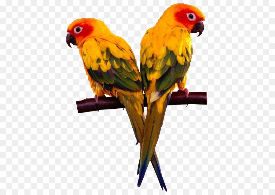 Perroquets，Oiseaux PNG