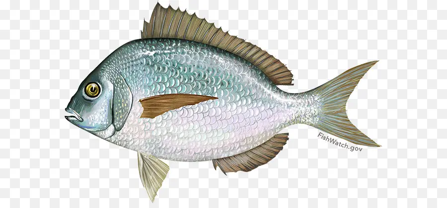 Poisson Coloré，Aquatique PNG