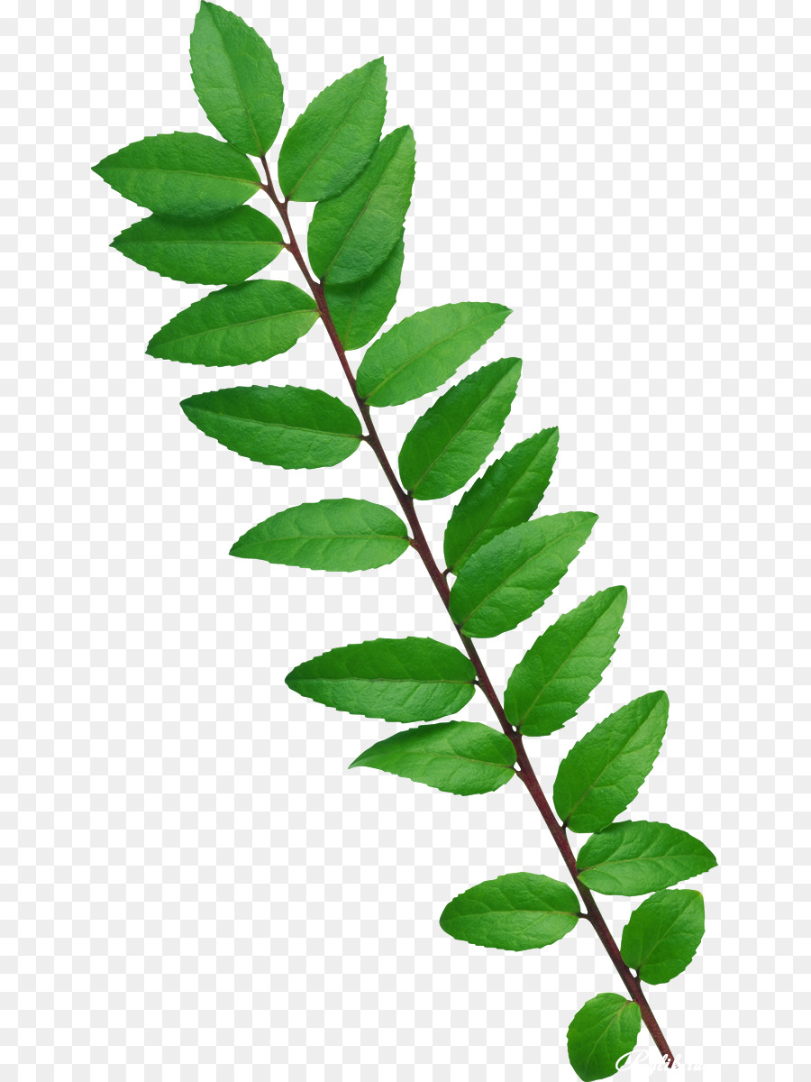 Feuille Verte，Usine PNG