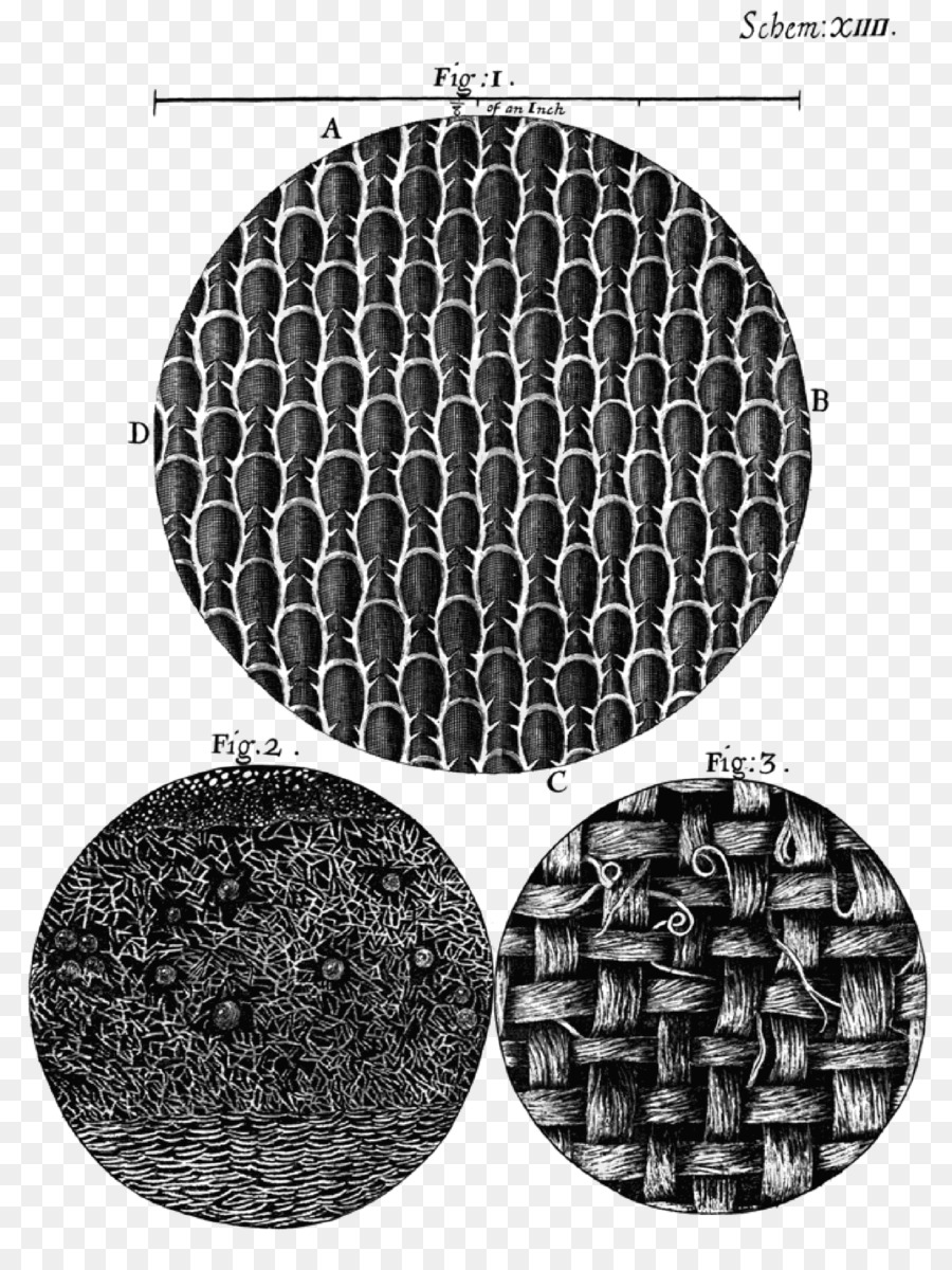 Micrographia，Micrographia Ou Certaines Descriptions Physiologiques Des Organes Minutes PNG