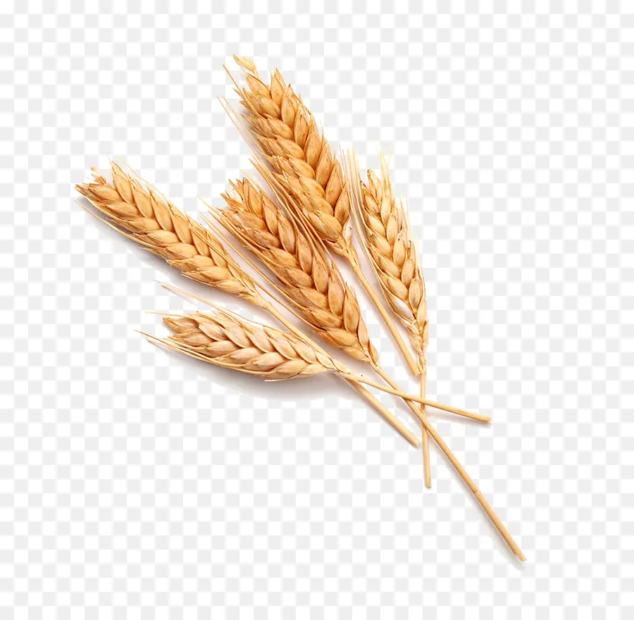 Blé，Grains PNG