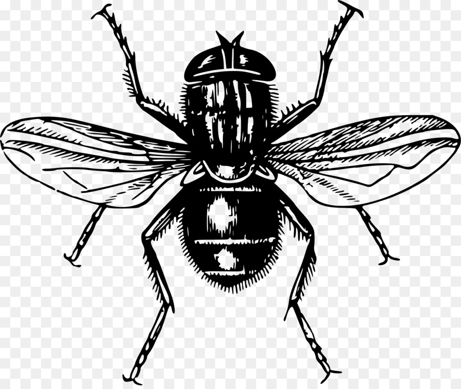 Abeille，Insecte PNG