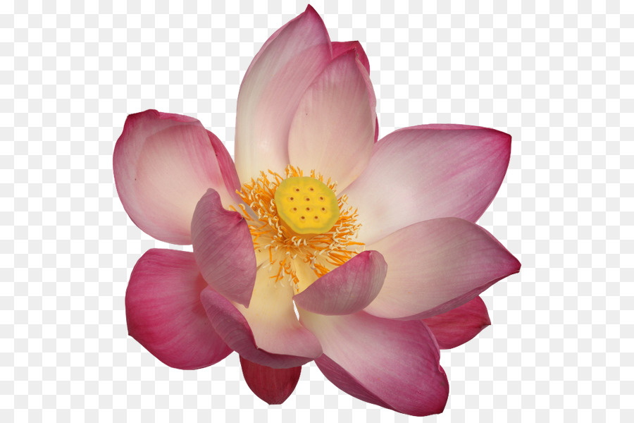 Lotus Rose，Floraison PNG