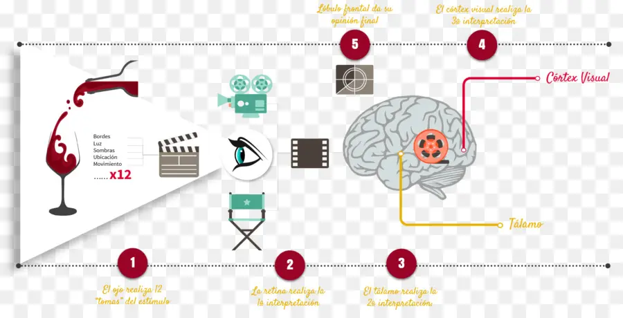 Diagramme Du Cerveau，Cortex Visuel PNG