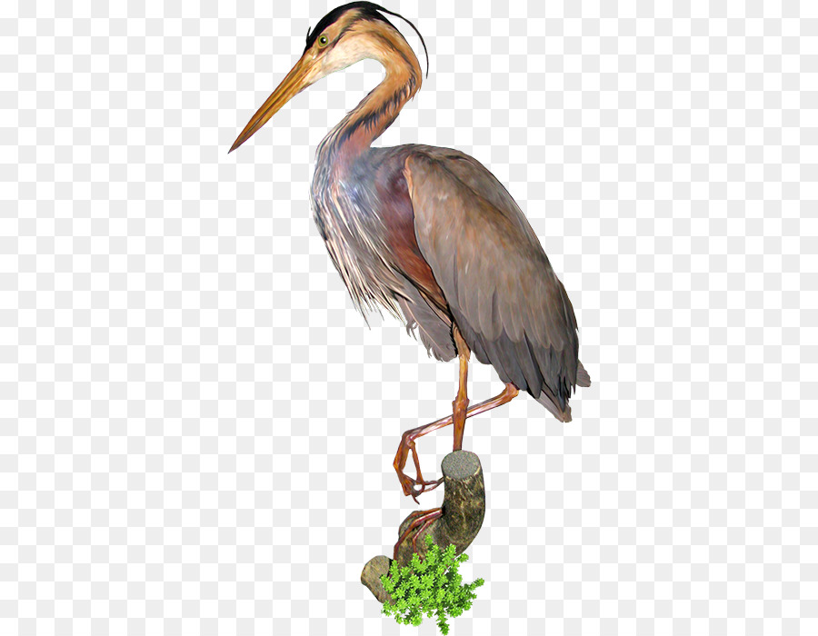 Oiseau，Cconera PNG