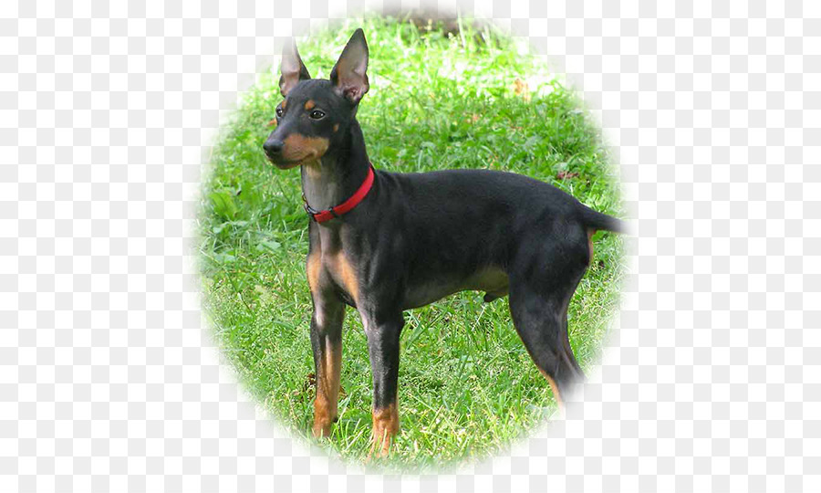 Pinscher Miniature，Chiens De Type Pinscher Allemand PNG