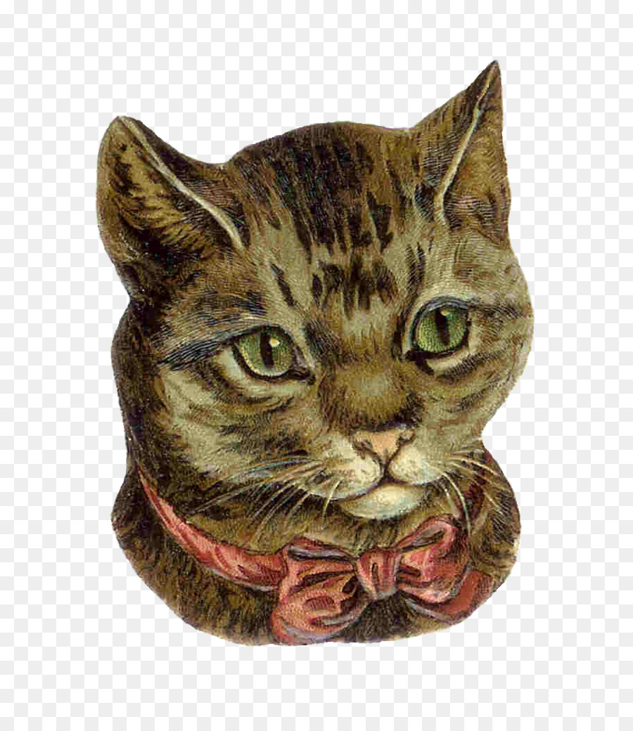 Visage De Chat，Félin PNG