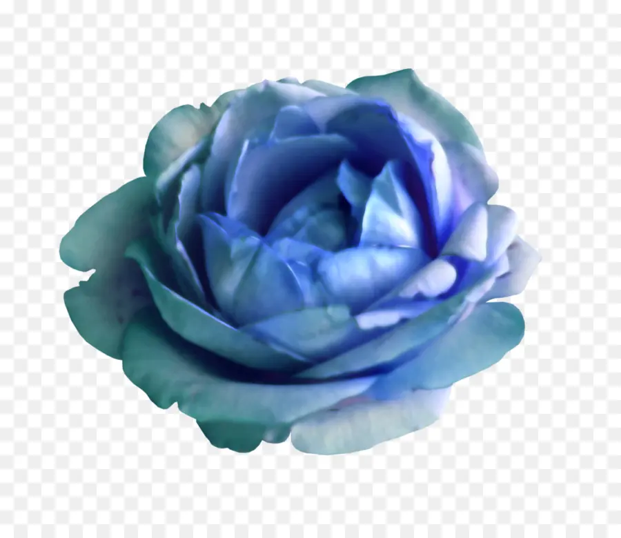 Rose Bleue，Rose PNG