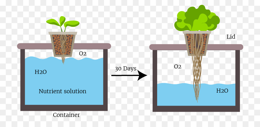 Hydroponique，Culture En Eau Profonde PNG