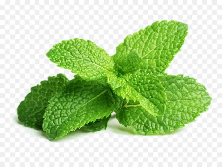 Feuilles De Menthe，Herbe PNG