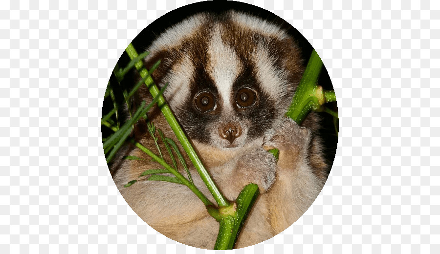 Pygmée Lent Loris，Des Primates PNG