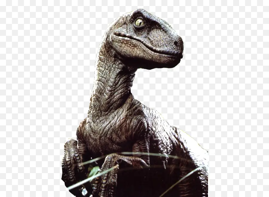 Vélociraptor，Préhistorique PNG