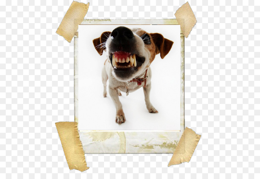 Zen Chien De Compagnie Boutique，Terrier De Jack Russell PNG