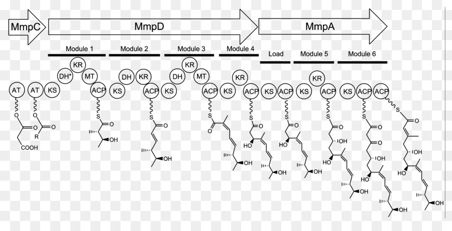 La Mupirocine，La Biosynthèse De L PNG