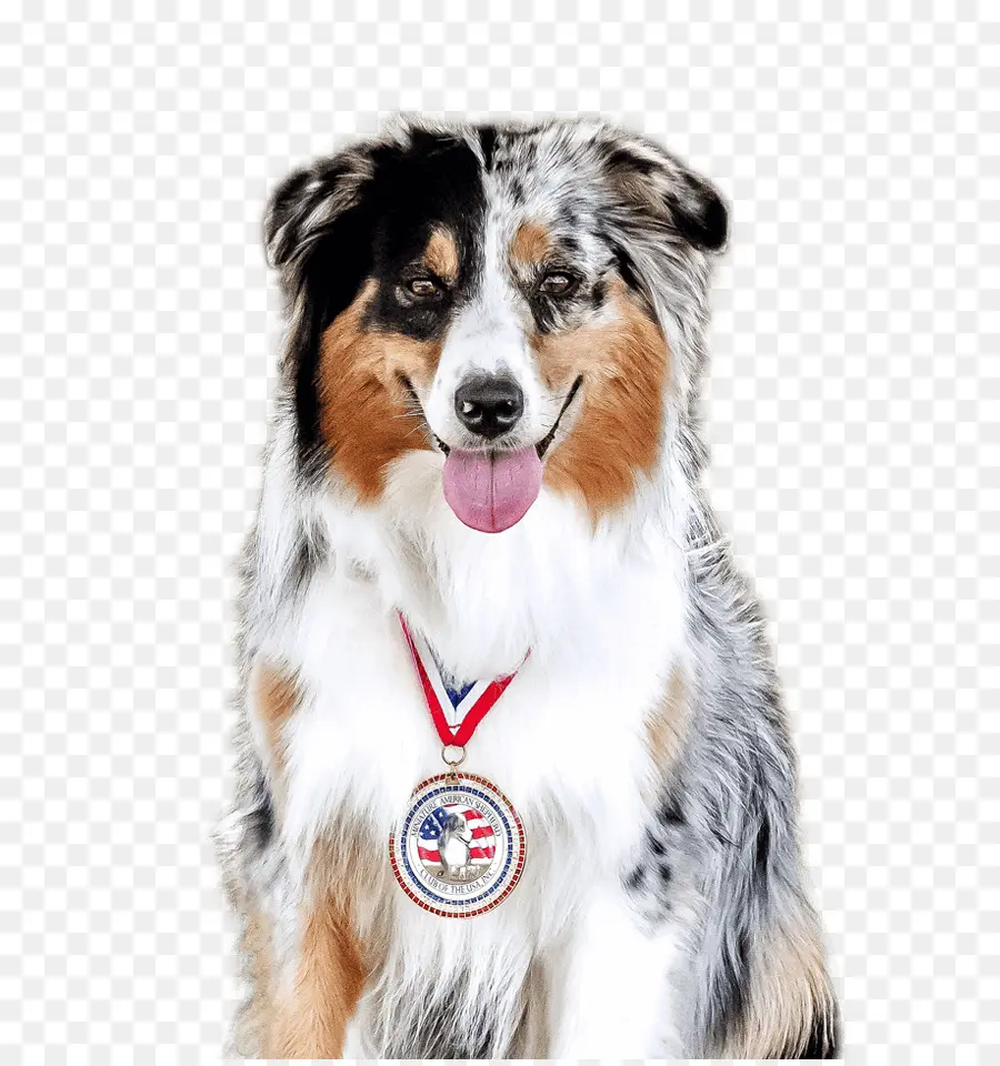 Chien Avec Médaille，Prix PNG