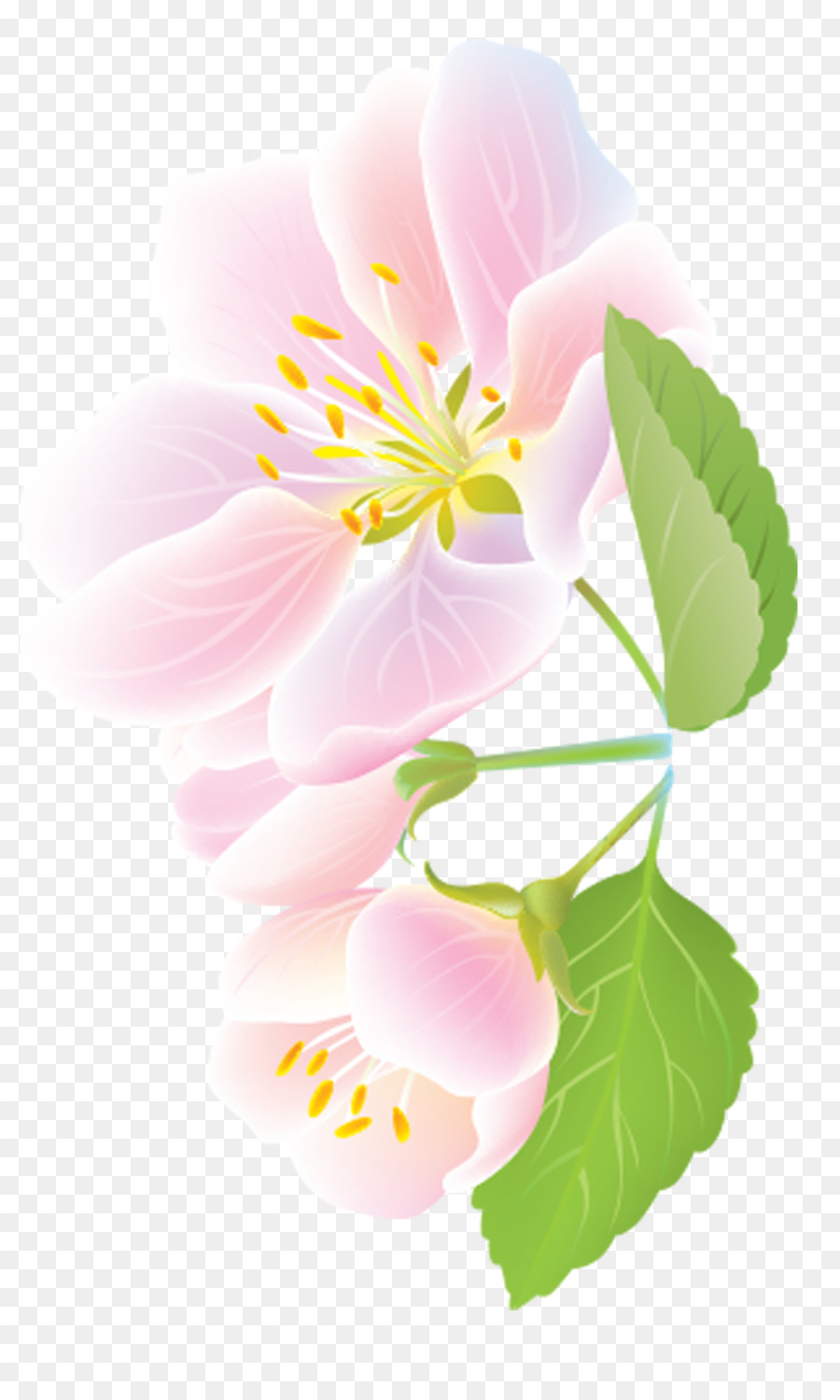 Fleurs Roses，Rose PNG