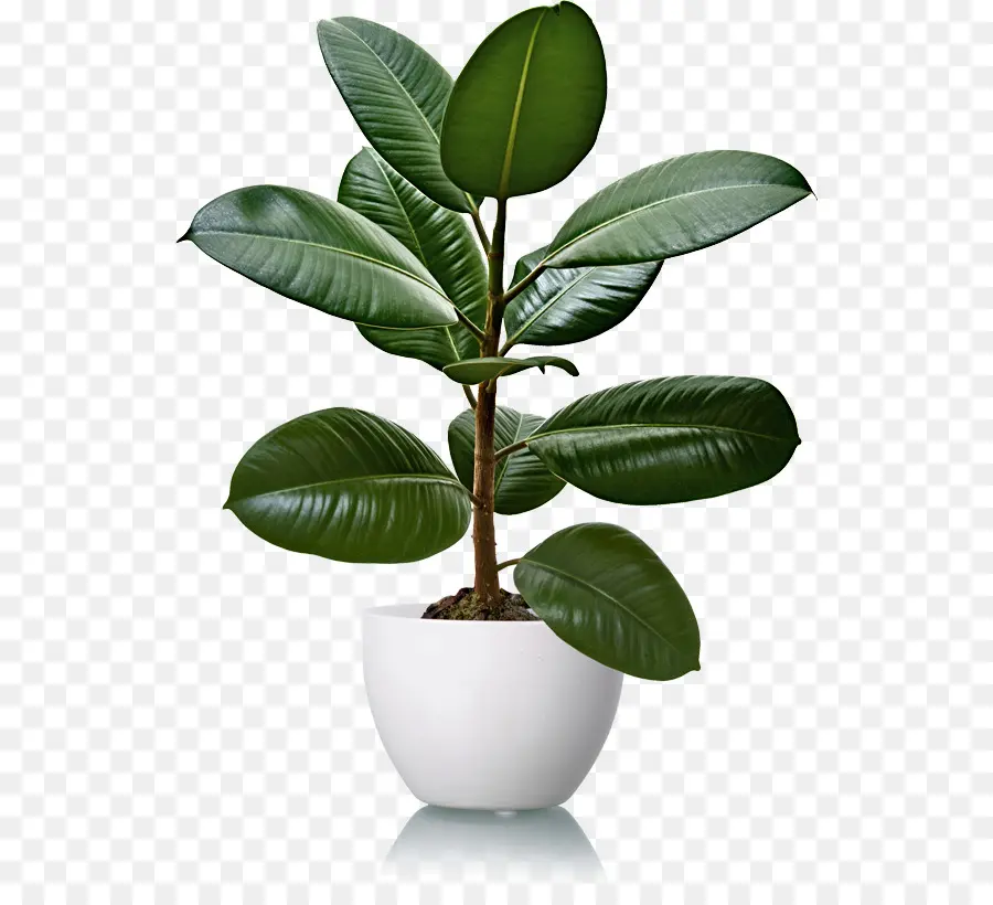 Plante En Pot，Intérieur PNG