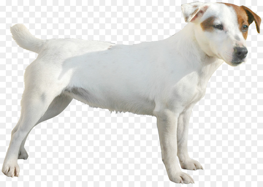 Terrier De Jack Russell，Pasteur Russell Terrier PNG