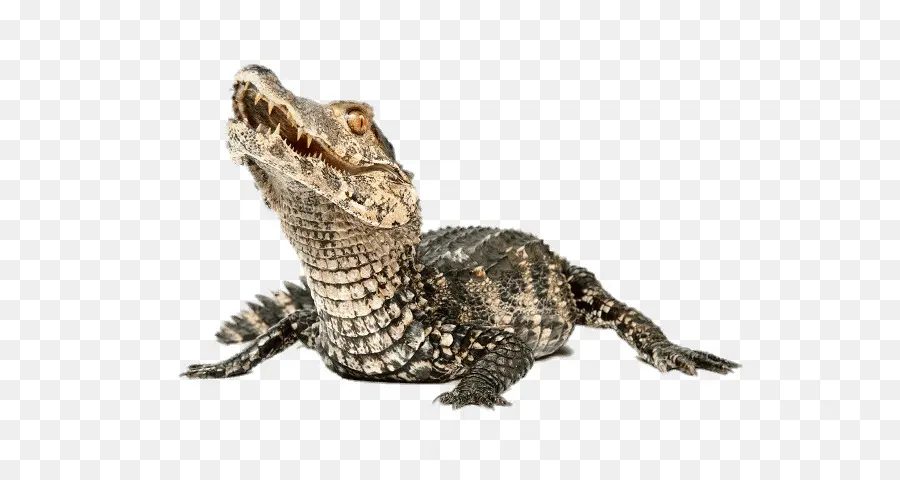 Crocodile，Reptile PNG