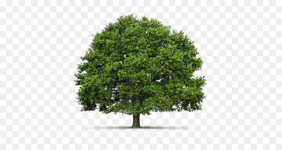 Arbre，Usine PNG