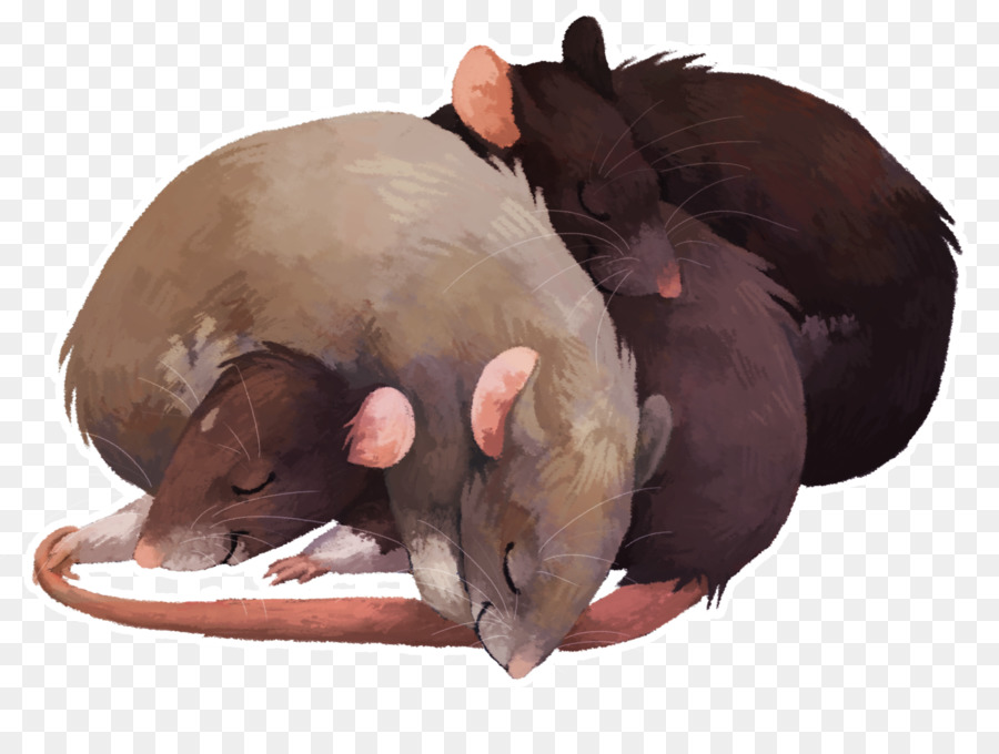 Rat，L Art PNG