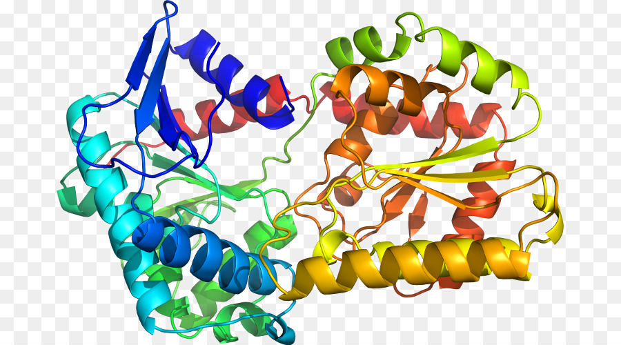 Structure Des Protéines，Biologie PNG