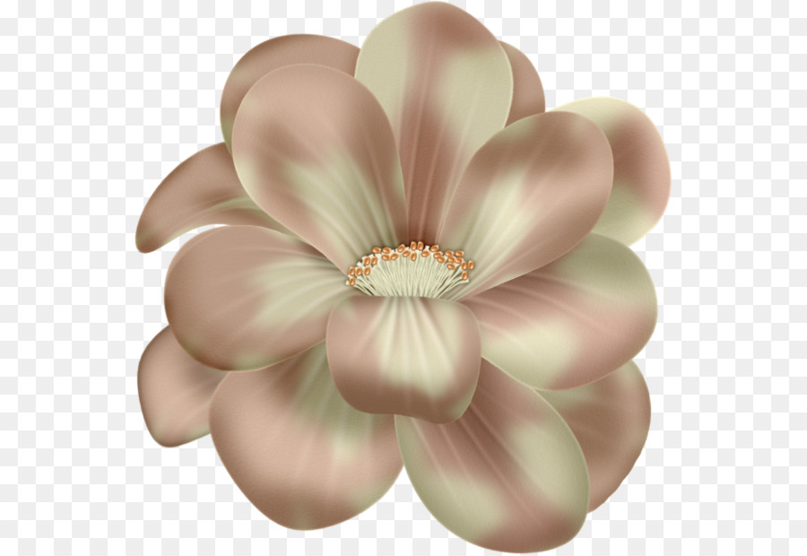 Fleur，Fleurs Roses PNG