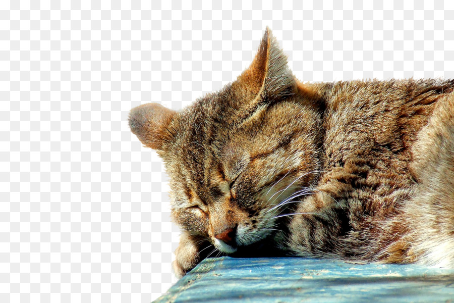 Chat Endormi，Repos PNG