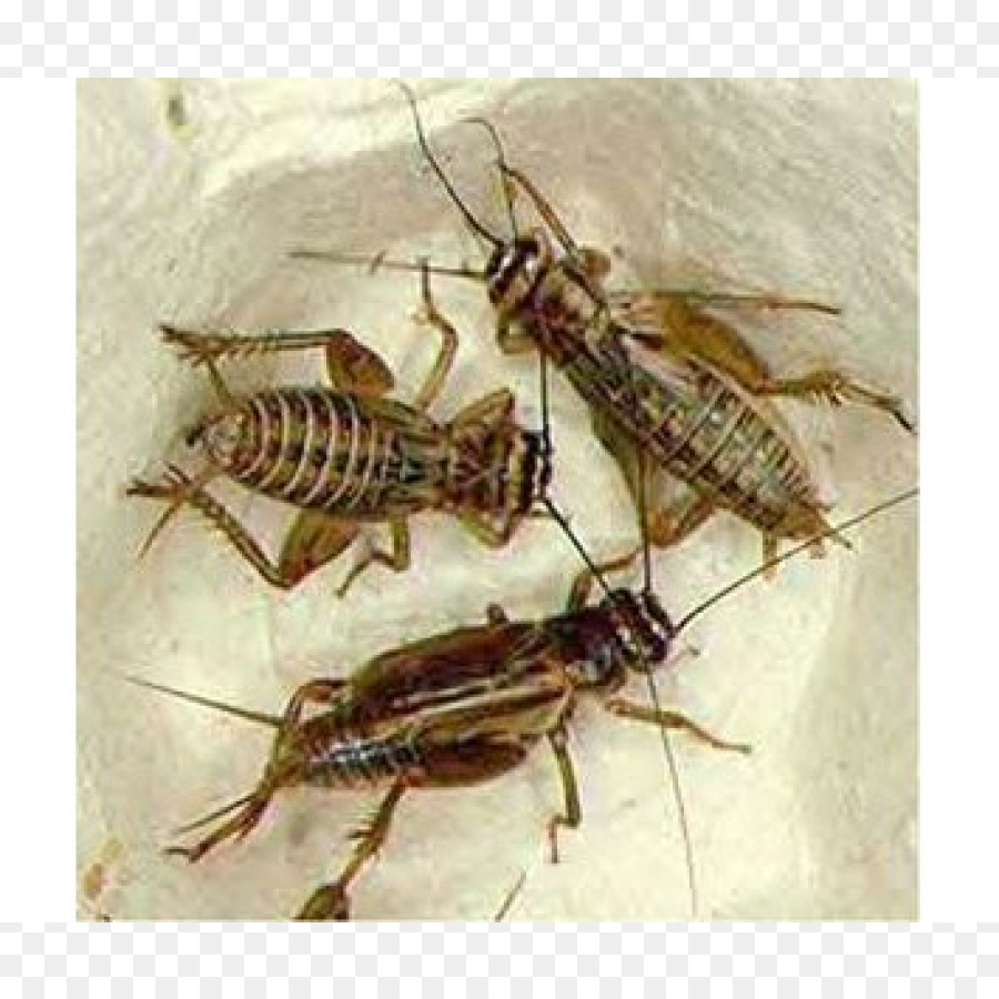 Grillons，Insectes PNG