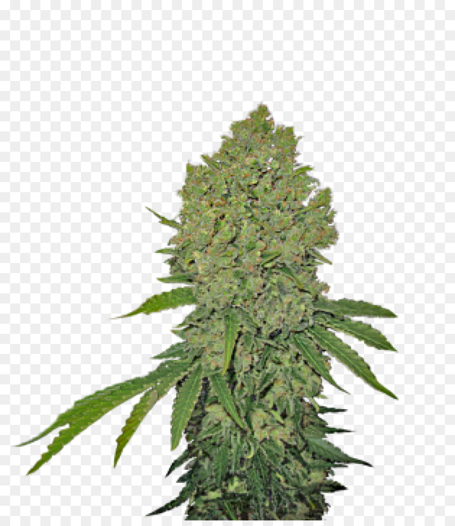 Plante De Cannabis，Marijuana PNG