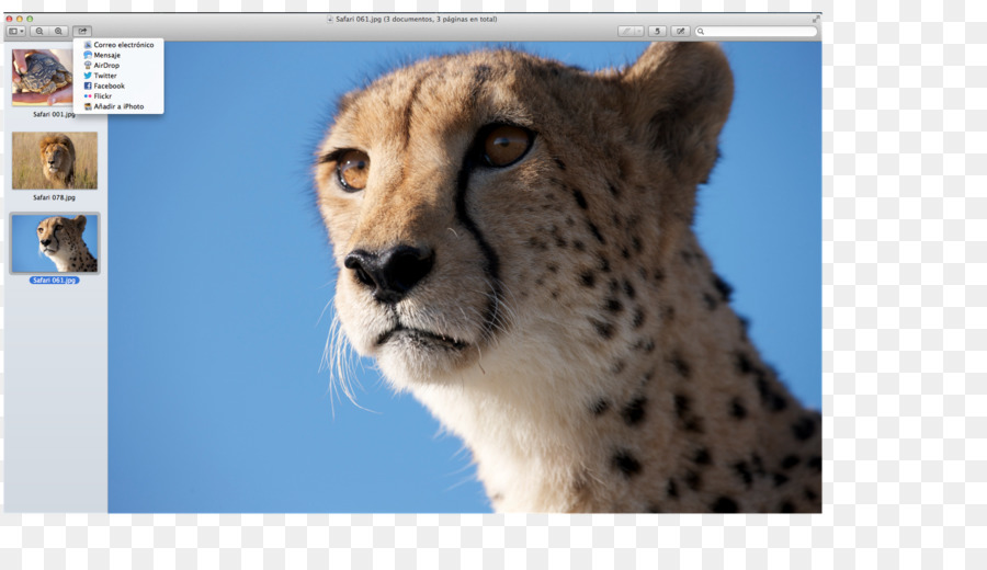 Le Guépard，Les Moustaches PNG