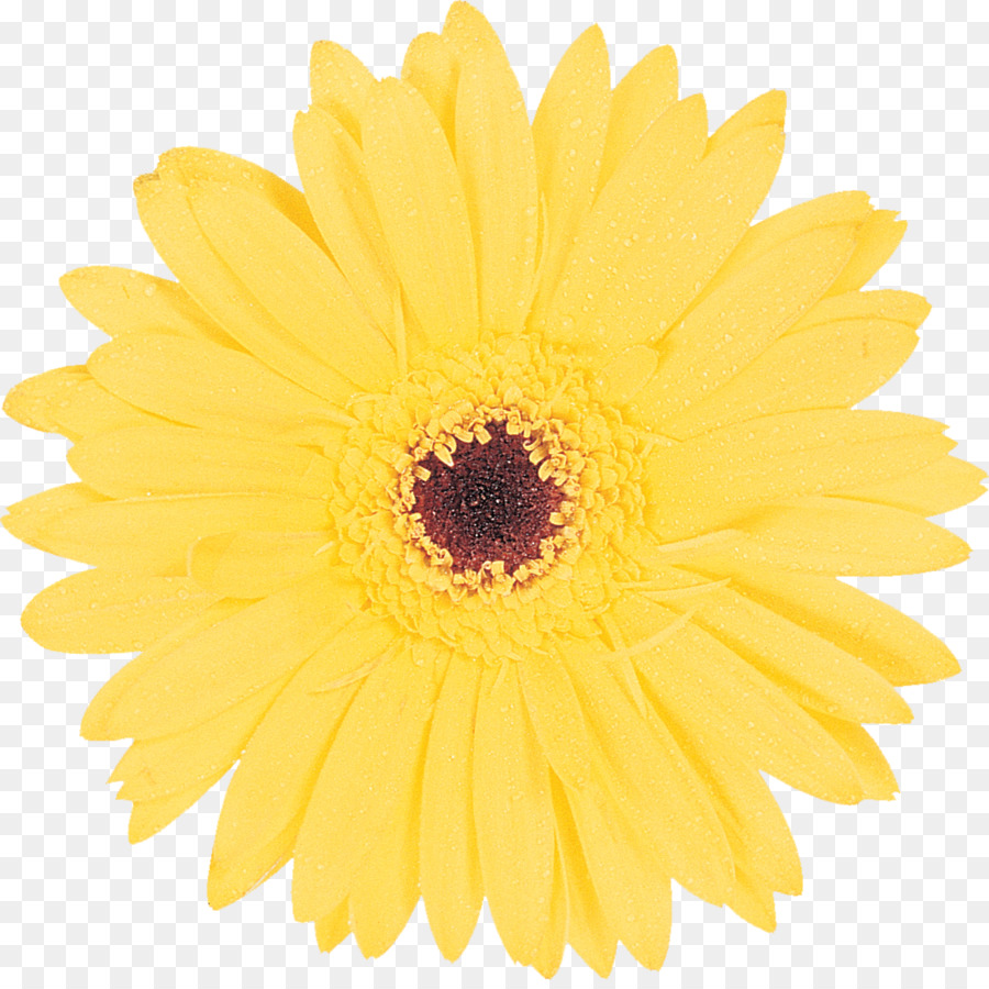 Fleurs Jaunes，Fleurir PNG