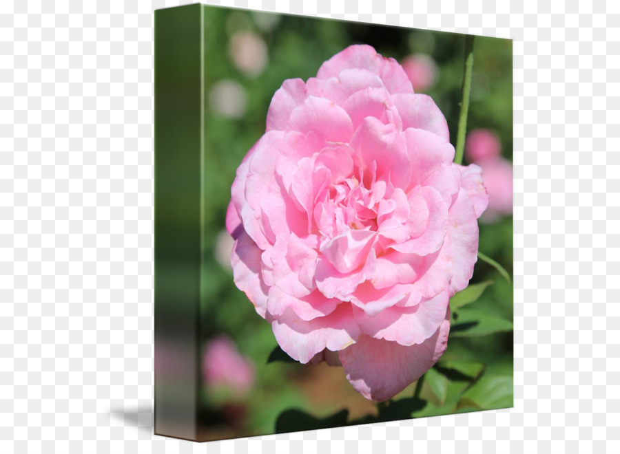 Floribunda，Chou Rose PNG